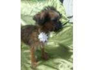 Brussels Griffon Puppy for sale in Afton, OK, USA