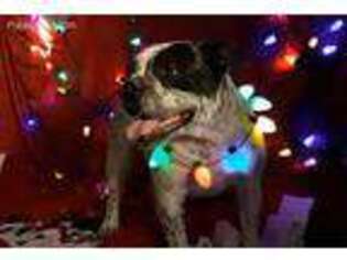 Olde English Bulldogge Puppy for sale in Hamilton, TX, USA