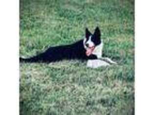 Border Collie Puppy for sale in Bedford, KY, USA