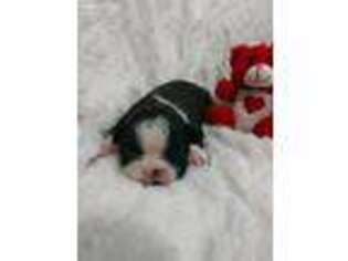 Boston Terrier Puppy for sale in Cleveland, NC, USA