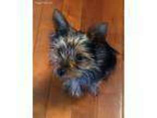Yorkshire Terrier Puppy for sale in Hendersonville, NC, USA