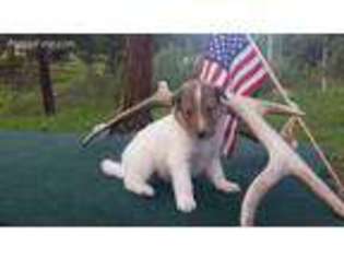 Collie Puppy for sale in Denver, CO, USA