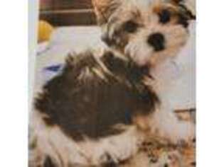 Yorkshire Terrier Puppy for sale in Van Alstyne, TX, USA