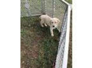 Labrador Retriever Puppy for sale in Brandenburg, KY, USA