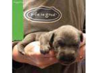 Great Dane Puppy for sale in Chesapeake, VA, USA