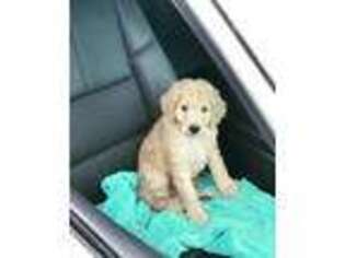 Labradoodle Puppy for sale in Norfolk, VA, USA