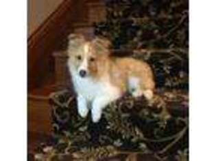 Shetland Sheepdog Puppy for sale in Marion, OH, USA