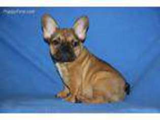 French Bulldog Puppy for sale in Scranton, PA, USA
