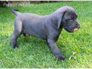 Great Dane Puppy for sale in Bayville, NJ, USA