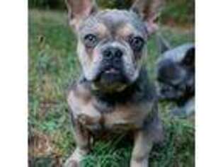 French Bulldog Puppy for sale in Carlton, GA, USA