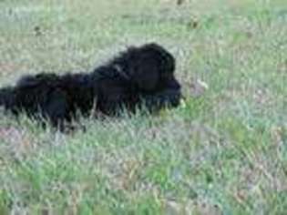 Mutt Puppy for sale in Clinton, MS, USA
