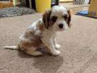Cavalier King Charles Spaniel Puppy for sale in Nashville, TN, USA