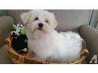 Havanese Puppy for sale in GARLAND, TX, USA
