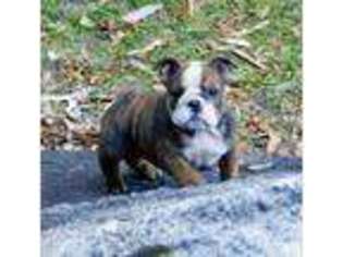 Bulldog Puppy for sale in Granite Bay, CA, USA