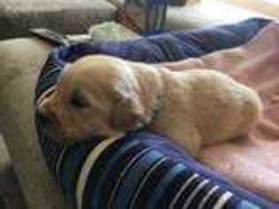 Golden Retriever Puppy for sale in Fort Mill, SC, USA