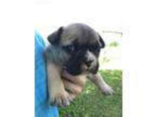 French Bulldog Puppy for sale in Clarksville, AR, USA