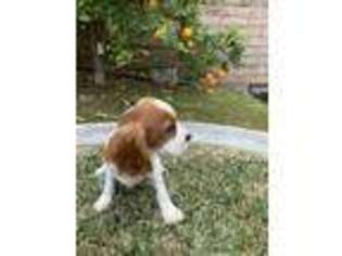 Cavalier King Charles Spaniel Puppy for sale in Brea, CA, USA
