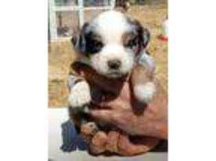 Miniature Australian Shepherd Puppy for sale in Louisa, VA, USA