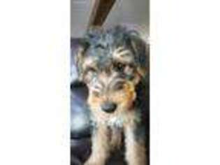 Airedale Terrier Puppy for sale in Cross Plains, WI, USA
