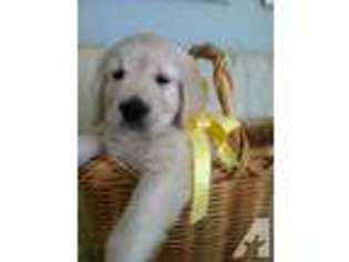 Golden Retriever Puppy for sale in SAN CLEMENTE, CA, USA