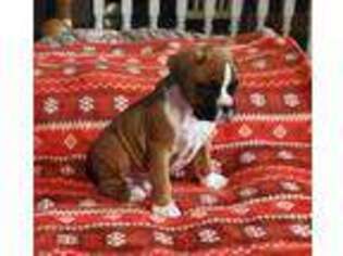 Boxer Puppy for sale in Akron, OH, USA