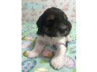 Mutt Puppy for sale in Reeds Spring, MO, USA