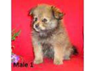 Pomeranian Puppy for sale in WILLOW SPRING, NC, USA