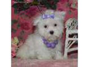 Maltese Puppy for sale in Rising City, NE, USA