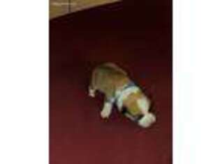 Pembroke Welsh Corgi Puppy for sale in North Royalton, OH, USA
