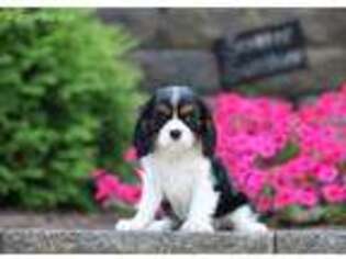 Cavalier King Charles Spaniel Puppy for sale in Gordonville, PA, USA