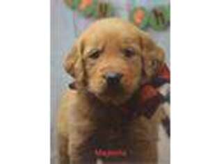 Golden Retriever Puppy for sale in East Palestine, OH, USA
