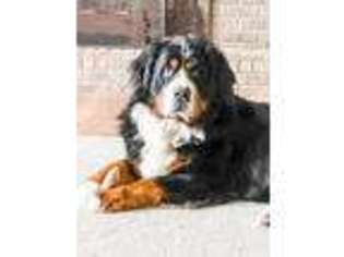 Bernese Mountain Dog Puppy for sale in Rock Creek, WV, USA
