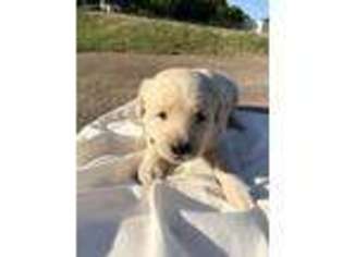 Labradoodle Puppy for sale in Kennedale, TX, USA