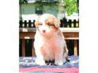 Australian Shepherd Puppy for sale in Appomattox, VA, USA