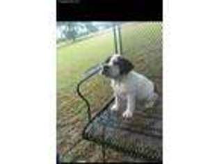 Olde English Bulldogge Puppy for sale in Collins, GA, USA