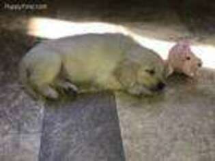 Golden Retriever Puppy for sale in Bedford, IN, USA