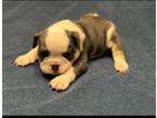 Bulldog Puppy for sale in Hanover, PA, USA