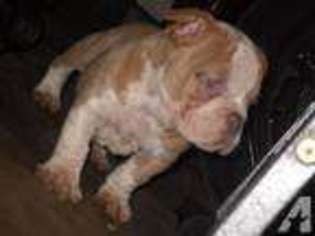 Olde English Bulldogge Puppy for sale in FRESNO, TX, USA