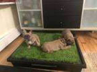 French Bulldog Puppy for sale in Whitman, MA, USA