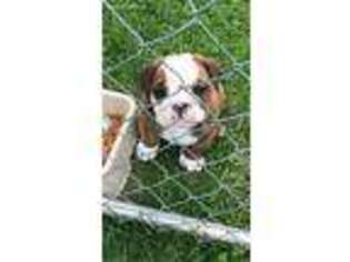 Bulldog Puppy for sale in Maiden Rock, WI, USA