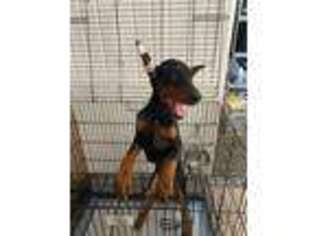 Doberman Pinscher Puppy for sale in Haines City, FL, USA