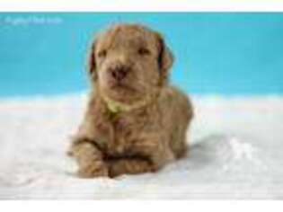 Goldendoodle Puppy for sale in Carlock, IL, USA