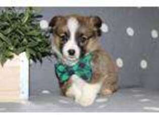 Pembroke Welsh Corgi Puppy for sale in Nappanee, IN, USA