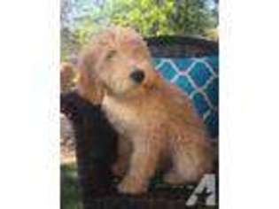 Labradoodle Puppy for sale in GLENDALE, AZ, USA