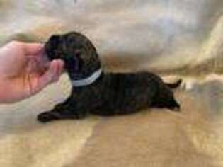 Cane Corso Puppy for sale in Pendleton, OR, USA