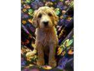 Goldendoodle Puppy for sale in Holmen, WI, USA