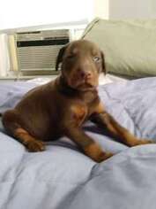 Doberman Pinscher Puppy for sale in Waltham, MA, USA
