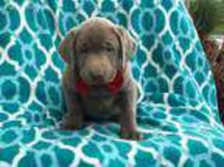 Medium Photo #1 Labrador Retriever Puppy For Sale in Peach Bottom, PA, USA