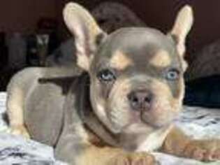 French Bulldog Puppy for sale in Hoboken, NJ, USA