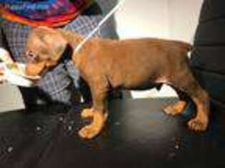 Doberman Pinscher Puppy for sale in Daleville, IN, USA
